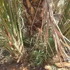 نخيل نخل صقعي مجدول