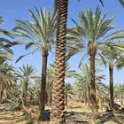 نخل للبيع خلاص صقعي برحي سكري شيشي واشنطني وفسايل وفروخ