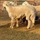 ذبايح حري جبرة