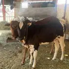 حسلان للبيع