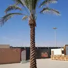 الجميع توريد النخيل