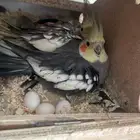 زوج كروان منتج