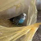 طير بادجي طيور الحب
