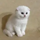 قطط سكوتش فولد بيور للبيع وقطه شيرازي بيور للبيع