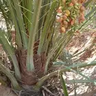 نخل للبيع برحي وسكري خلاص روثانه عجوه خنيزي تصديرالقصيم قطر