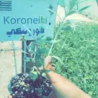 شتلات زيتون كورنيكي مثمر الجوف