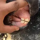 للبيع مهر شعبي