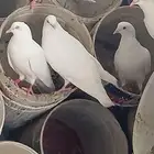 حمام امهات فرنسي وسلفر