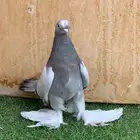 جوز حمام سوري