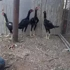 ديوك شامو علي باكستاني