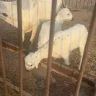 شاة رفيده خلفه السن ثنيه معها رخل وخروف العمر حوالي شهر