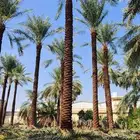 نخل و شنطني