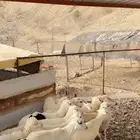 رخال رفيديه تربيه محايل عسير