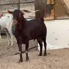 فحل ادهم محايلي
