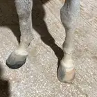 النوع الخيل فرس شعبية رقم جوال الاسم غيمة الاب مجهول