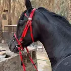 احصان اسود مصري