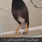 مينو الليف ومتكلم