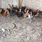 صوص بلدي وفيومي ذهبي وتركي