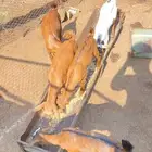 تيوس العمر من شهرين وثلاثه تواصل واتساب