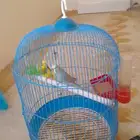 ذكور بادجي