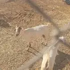 معز هولندي وبيشي