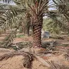 نخل خلاص فخر ثمره فيه للبيع