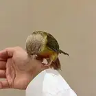 عرض ما يتفوت كنيور اليف هدد خارجي.