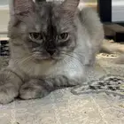 قطط للبيع