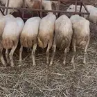 رخال بلدي