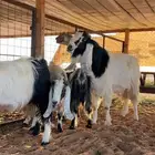 معزا مشاريك خصم