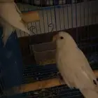 طير روز ذكر للبيع