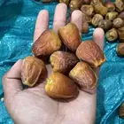 تمر سكري ملكي