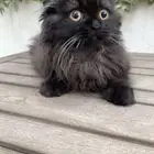 Pure Scottish Fold kitten for Sale