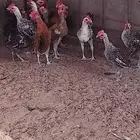 ديوك مشكله بلدي وفيوم للبيع