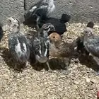 صيصان فيومي وديوك بلدي وبيض بلدي