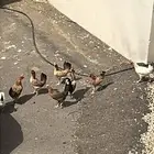 دجاج للبيع سليم من الأمراض حجاب