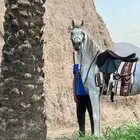حصان واهو
