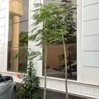 شجر بنسيانا احمر ملكي عدد 2 للبيع