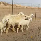 غنم حريات خالفات