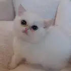 بريتش سكوتش سنقل فولد كيتن