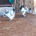 صيصان براهما كولومبي اصل