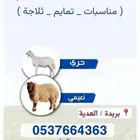 ذبايح فاخرة ( تابي و تمارا )