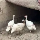 طقم حبشي فواتح