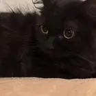 قطط