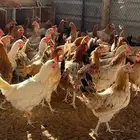 دجاج بلدي بياض