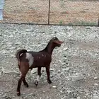 تيس مشروع فحل الغمر شهرين ونصف تقريبا