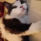 بسه كبيرة الحجم للتبني لمن يخاف الله_ هاديه جدا