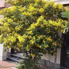 مشتل ابناء الصعيد