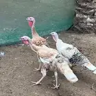 مجموعة رومي الوان مميزه