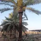 نخل عربي واشنطني